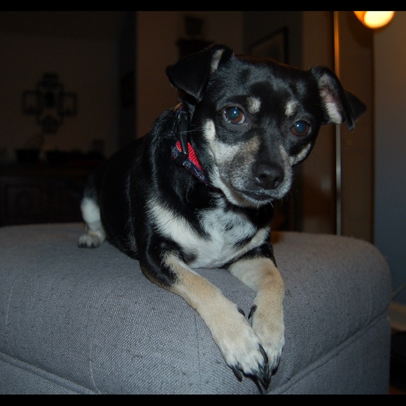 I’m Cookie and I love fashion and my momma. - Picture 2 of 2